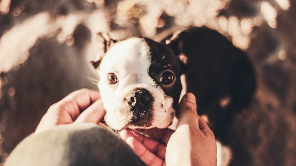 como adoptar perro - Mitos sobre la esterilización de perros