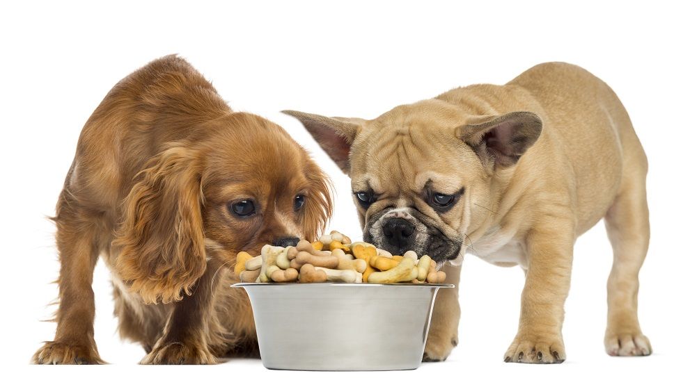 Mitos alimentación mascotas
