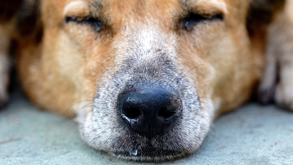 reconocer tos perrera - Signos que indican que tu perra puede estar embarazada