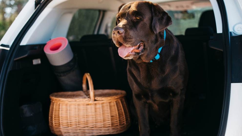 viajar perro espana - Coprofagia: ¿Por qué mi perro se come la caca?