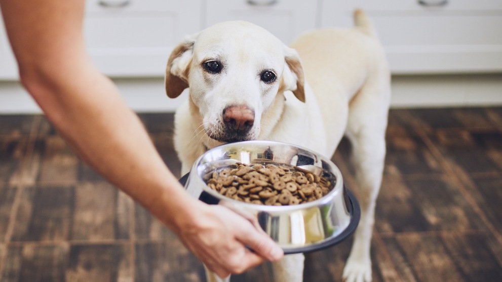 perro sin apetito - Signos que indican que tu perra puede estar embarazada