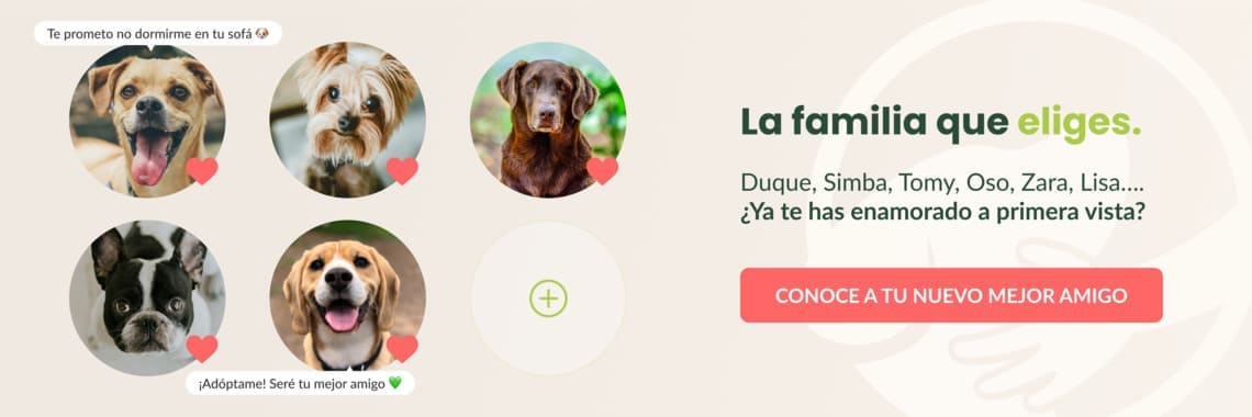 banner cta conoce a tu nuevo mejor amigo - Comprar perro Ciudad Real
