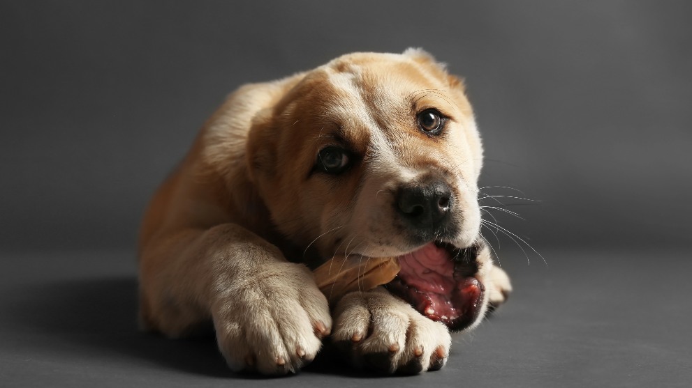central asian shepherd puppy eating bone on the floor 1 - Coprofagia: ¿Por qué mi perro se come la caca?